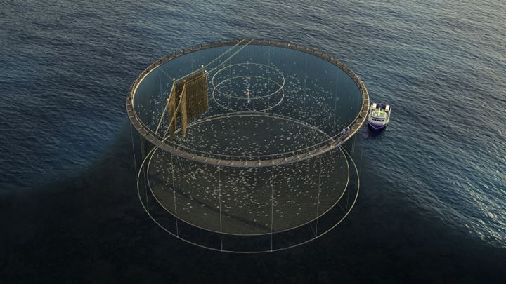 Fish cleaning system